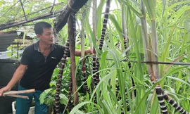 Dưa hấu ở đảo Đá Tây A chuẩn bị được thu hoạch 