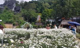 Phía bên ngoài khu di tích Động Tiên Sơn được doanh nghiệp đầu tư trồng hoa 