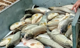 Cá chết đã được vớt lên 