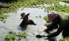 Nhóm của ông Trương Văn Bê đang lặn đất đắp gốc chuối cho chủ vườn ở quận Thốt Nốt, TP Cần ThơẢNH: HÒA HỘI 