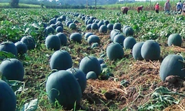 Loại dưa hấu tròn được trồng nhiều ở Lâm Đồng 