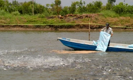 Nuôi cá tra ở ĐBSCL Ảnh: CẢNH KỲ 