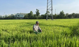 Ông Huỳnh Thanh Dũng nối nghiệp làm lúa của ông bà trên khu đất quy hoạch 