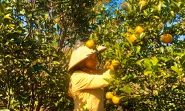 Liên kết để hết nghèo 