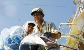 Chiếc mỏ nhọn hoắt của một con cá kiếm nặng 50 kg Ảnh: Văn Chương 