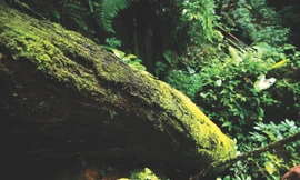 Gốc cây đổ ngang trong khu Cốc Tình được giữ nguyên, lâu ngày trở thành một vẻ đẹp mới được du khách yêu thích