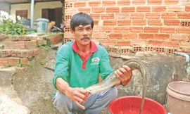 Ông Đoàn bán trên 3 tấn cá chình mỗi năm 