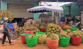 Một vựa thu mua sầu riêng tại huyện Krông Pắc Ảnh: Huỳnh Thủy