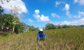 Hạn hán nghiêm trọng ở ĐBSCL vào cao điểm mùa khô Ảnh: Cảnh Kỳ