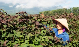 Sống khỏe nhờ dược liệu 