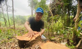 Nhiều cây gỗ lớn bị đốn hạ để nhường đất trồng keo 