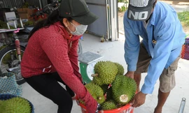 Kim ngạch xuất khẩu sầu riêng tăng mạnh Ảnh: Cảnh Kỳ 