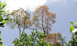 Để hái quả ươi trên cao, người dân leo lên cây rung cho ươi rụng xuống đất nên rất dễ xảy ra tai nạn 