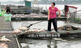 Người dân Hải Dương vớt cá nuôi lồng chết hàng loạt 