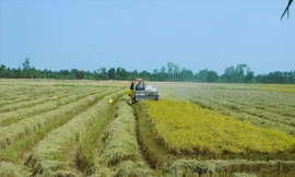 Theo đề án, đến năm 2030, vùng ĐBSCL có 1 triệu héc ta lúa chất lượng cao ẢNH: CẢNH KỲ 