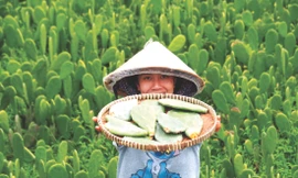 Xương rồng tai thỏ từ cây mọc hoang thành sản phẩm khởi nghiệp độc đáo ảnh: U.P