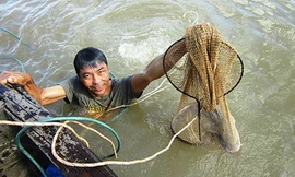 Nghề săn cá ngát 'khủng' trên sông Hàm Luông