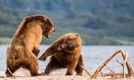 Cận cảnh gấu nâu quyết chiến dữ dội để giành quyền bắt cá