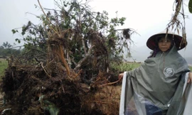 Cơn lũ kinh hoàng xảy ra trong đêm ngày 14/10 quét qua toàn huyện Hương Khê làm cho hàng vạn hộ dân vùng này điêu đứng. Tại những xã đầu nguồn sông Ngàn Sâu, nơi được mệnh danh là thủ phủ của sản phẩm đặc sản bưởi Phúc Trạch ngon nổi tiếng bỗng tan hoang 