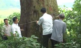 Cây lim hơn 1000 năm tuổi ở Bắc Giang.
