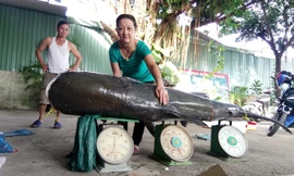 Cá khủng nặng gần 130 kg.