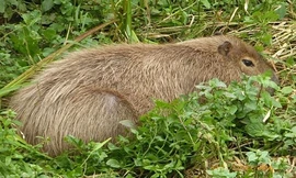 Con chuột lang nước sổng chuồng trong lần được trông thấy gần đây nhất. Ảnh: Ian McGlynn.