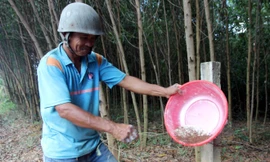 Săn trứng kiến kiếm tiền triệu ở Quảng Nam