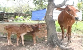 Hai con bê sinh đôi.