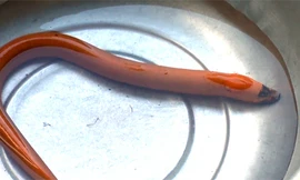 Con lươn vàng, mỏ đen do anh Nhạc bắt được. Ảnh: Vĩnh Nam.