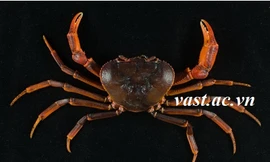 Loài cua tên Indochinamon chuahuong Do, Nguyen & Le mới được phát hiện ở Chùa Hương, huyện Mỹ Đức, Hà Nội.