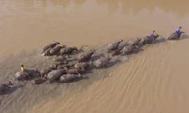 Chăn trâu mùa nước lũ