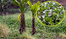 'Tử thần' tàng hình trong bức ảnh chụp đầm lầy