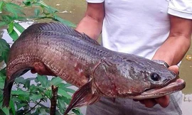 Con cá khỏe mạnh và đang được thả nuôi. Ảnh: Ngọc Trường.