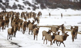 Một đàn nai sừng tấm ở bang Washington năm 2014. Ảnh:Seattle Times.