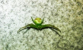 Con nhện có phần bụng trông giống khuôn mặt của người ngoài hành tinh. Ảnh: CEN. 