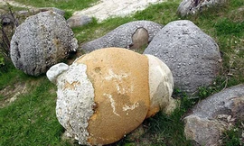 Các tảng trovant nhỏ sẽ mọc ngay trên bề mặt các tảng trovant lớn.