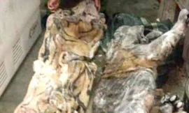 Hổ 160kg trong tủ cấp đông tại nhà dân