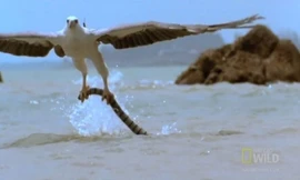 Rắn biển kịch độc vùng vẫy tuyệt vọng trong vuốt đại bàng