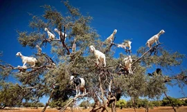 Đàn dê thi nhau leo lên một cái cây lớn. (Nguồn: Caters News Agency).