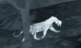 Con báo ngoạm bắt lợn con rồi bỏ chạy. Ảnh: BBC.