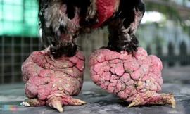 Cặp gà Đông Tảo chân khủng được trả giá 100 triệu đồng