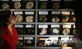 Bên trong bảo tàng cất giữ hơn 3.000 tiêu bản não người