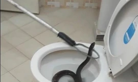 Nhân viên bắt rắn dùng dụng cụ chuyên dụng để bắt giữ con rắn chui lên từ dưới bồn cầu.