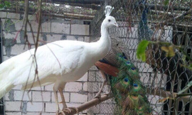 Đại gia chi bạo mua chim Công chơi Tết