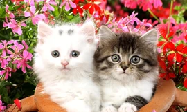 Tình duyên 12 con giáp trong năm Quý Mão 2023