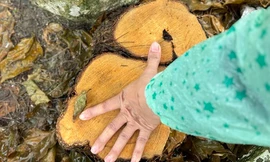 Đà Nẵng: Cây hoa giấy 'khủng' bên bờ biển bị cưa trộm