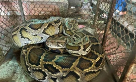 Bản tin 8H: Trăn quý hiếm nặng 32 kg bò vào nhà dân, cả chục con gà biến mất