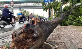 TP HCM: Mưa lớn kèm gió mạnh, cây xanh cao 15m bật gốc