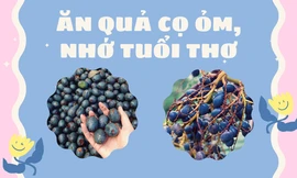 Trở về tuổi thơ với quả cọ ỏm: "Gây sốt" cộng đồng mạng, cả năm chỉ có một mùa
