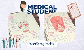 Góc khéo tay: Sinh viên Y khoa tái hiện cơ vùng mặt đẹp như một tác phẩm hội họa